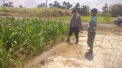 Polsek Balongpanggang Cek Tanaman Jagung, Dukung Program Ketahanan Pangan