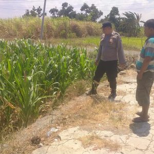 Polsek Balongpanggang Cek Tanaman Jagung, Dukung Program Ketahanan Pangan