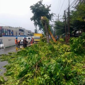 GMNI-KAMMI Sumut Desak Audit BRT Mebidang, Penebangan Pohon dan Pengelolaan Kayu Dipertanyakan