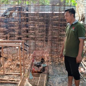Polsek Panceng Cek Peternakan Ayam Kampung, Dukung Program Ketahanan Pangan