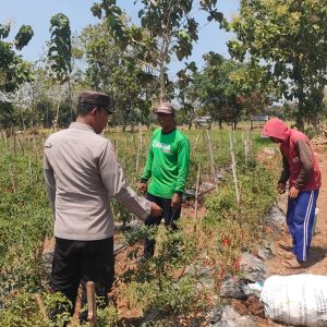 Polsek Sidayu Cek Tanaman Cabai di Desa Lasem Dukung Program Ketahanan Pangan