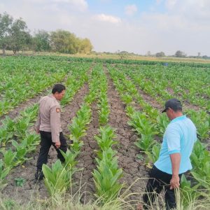Polsek Benjeng Cek Tanaman Tembakau, Dukung Ketahanan Pangan di Gresik