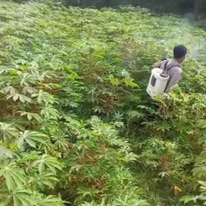 Polres Gresik Cek Tanaman Ubi di Desa Kebonagung, Dukung Program Ketahanan Pangan