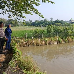 Polsek Driyorejo Cek Budidaya Ikan Nila Dukung Ketahanan Pangan