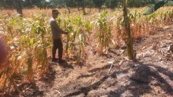 Polsek Manyar Cek Tanaman Jagung di Desa Pongangan, Dukung Program Ketahanan Pangan