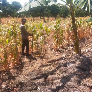 Polsek Manyar Cek Tanaman Jagung di Desa Pongangan, Dukung Program Ketahanan Pangan