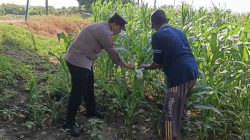 Polsek Wringinanom Cek Tanaman Jagung di Desa Sumengko, Dukung Program Ketahanan Pangan