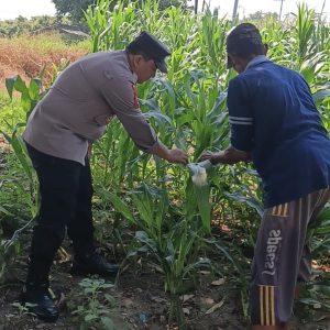 Polsek Wringinanom Cek Tanaman Jagung di Desa Sumengko, Dukung Program Ketahanan Pangan