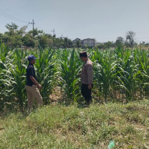 Polsek Balongpanggang Cek Tanaman Kangkung di Desa Kedungpring, Dukung Program Ketahanan Pangan