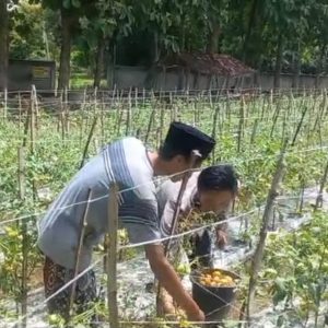 Polsek Ujungpangkah Cek Tanaman Tomat di Desa Banyuurip, Dukung Ketahanan Pangan