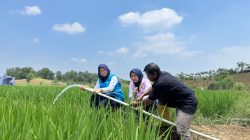 Jelang Hari Kesaktian Pancasila, Electrifying Agriculture PLN Bantu Jaga Produktivitas Petani di Musim Kemarau