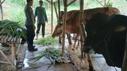 Polsek Kedamean Cek Peternakan Sapi di Mojowuku, Dukung Ketahanan Pangan dan Swasembada Pangan