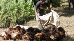Tidak Ada Pencuri Sawit Tipe “Survival Sesuap Nasi”: Sindikat Pencuri Sawit Ancam Petani, Pekerja, dan Iklim Usaha Perkebunan