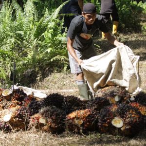 Tidak Ada Pencuri Sawit Tipe “Survival Sesuap Nasi”: Sindikat Pencuri Sawit Ancam Petani, Pekerja, dan Iklim Usaha Perkebunan