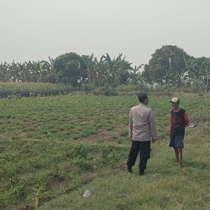Polsek Sidayu Cek Tanaman Cabai di Desa Wadeng, Dukung Program Ketahanan Pangan