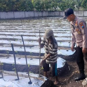 Polsek Menganti Cek Tanaman Lombok di Desa Bringkang, Dukung Program Ketahanan Pangan