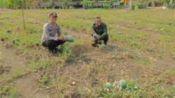 Polsek Panceng Cek Tanaman Semangka, Dukung Program Ketahanan Pangan di Gresik
