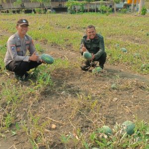 Polsek Panceng Cek Tanaman Semangka, Dukung Program Ketahanan Pangan di Gresik