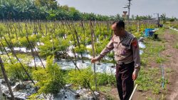 Polsek Menganti Laksanakan Pengecekan Tanaman Cabai di Desa Bringkang untuk Mendukung Ketahanan Pangan