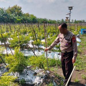 Polsek Menganti Laksanakan Pengecekan Tanaman Cabai di Desa Bringkang untuk Mendukung Ketahanan Pangan