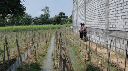 Polsek Sidayu Cek Tanaman Melon di Desa Lasem untuk Dukung Ketahanan Pangan