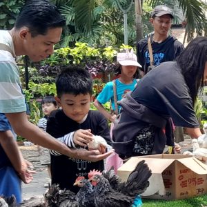 Ayam Kate Cocok Dipelihara di Perkotaan, KATES Ungkap Perawatan dan Potensi Ekonominya