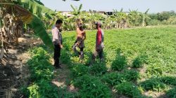 Polsek Benjeng Cek Tanaman Kangkung di Desa Kalipadang, Dukung Program Ketahanan Pangan