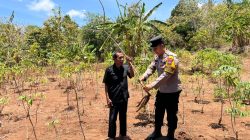 Polsek Tambak Laksanakan Pengecekan Tanaman Ubi Kayu di Desa Tanjungori untuk Dukung Ketahanan Pangan