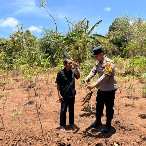 Polsek Tambak Laksanakan Pengecekan Tanaman Ubi Kayu di Desa Tanjungori untuk Dukung Ketahanan Pangan