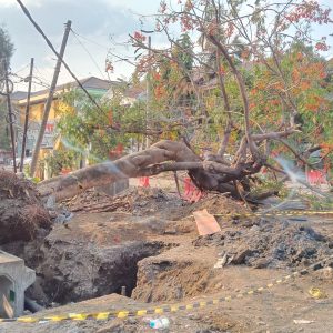 POHON ROBOH DI JL. WR SUPRATMAN, SURABAYA