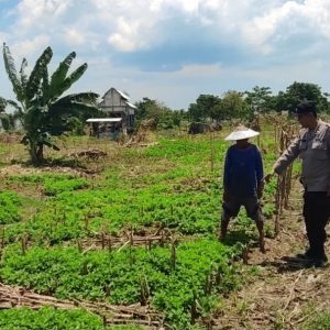 Polsek Bungah Laksanakan Pengecekan Tanaman Kacang Hijau di Desa Melirang untuk Mendukung Ketahanan Pangan