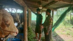 PENGECEKAN PETERNAKAN SAPI DALAM RANGKA MENDUKUNG PROGRAM KETAHANAN PANGAN