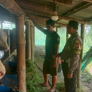 PENGECEKAN PETERNAKAN SAPI DALAM RANGKA MENDUKUNG PROGRAM KETAHANAN PANGAN