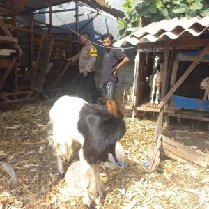 PENGECEKAN PETERNAKAN KAMBING DI DESA BANJARSARI, KECAMATAN CERME
