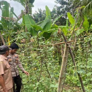 Polres Gresik Laksanakan Pengecekan Tanaman Kacang Panjang di Desa Lebak, Sangkapura