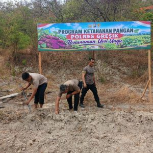Polres Gresik Laksanakan Penanaman Uwi Ungu Dukung Program Pekarangan Pangan Bergizi