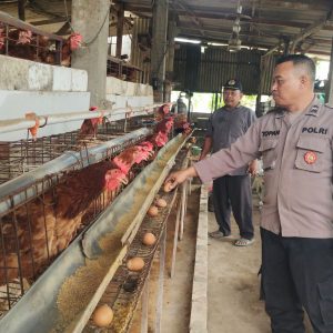 Polres Gresik Dukung Ketahanan Pangan melalui Pengecekan Peternakan Ayam Petelur