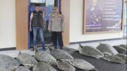 Ditpolairud Polda Bali Gagalkan Penyelundupan 22 Penyu Hijau di Perairan Serangan, Pelaku Diburu