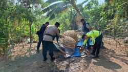 Polsek Waru Polresta Sidoarjo Bongkar Arena Sabung Ayam di Bungurasih Utara