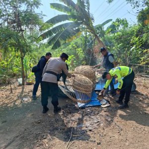 Polsek Waru Polresta Sidoarjo Bongkar Arena Sabung Ayam di Bungurasih Utara
